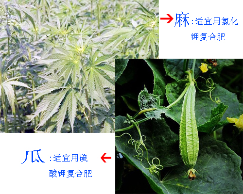 分辨硫酸鉀復(fù)合肥與氯化鉀復(fù)合肥