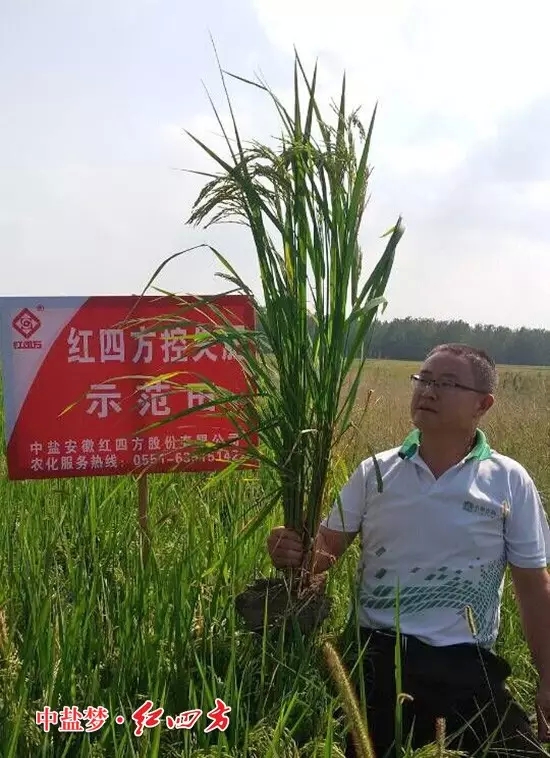 安徽肥東白龍經(jīng)銷商戴本沖站在紅四方控失肥的示范田里，舉起手中的水稻，瞧，這水稻長(zhǎng)勢(shì)真不錯(cuò)，控失肥的效果杠杠滴！