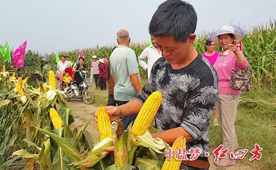 棒子沒(méi)禿尖，籽粒更飽滿。