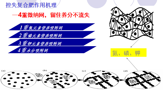 紅色勁典控失肥作用機理