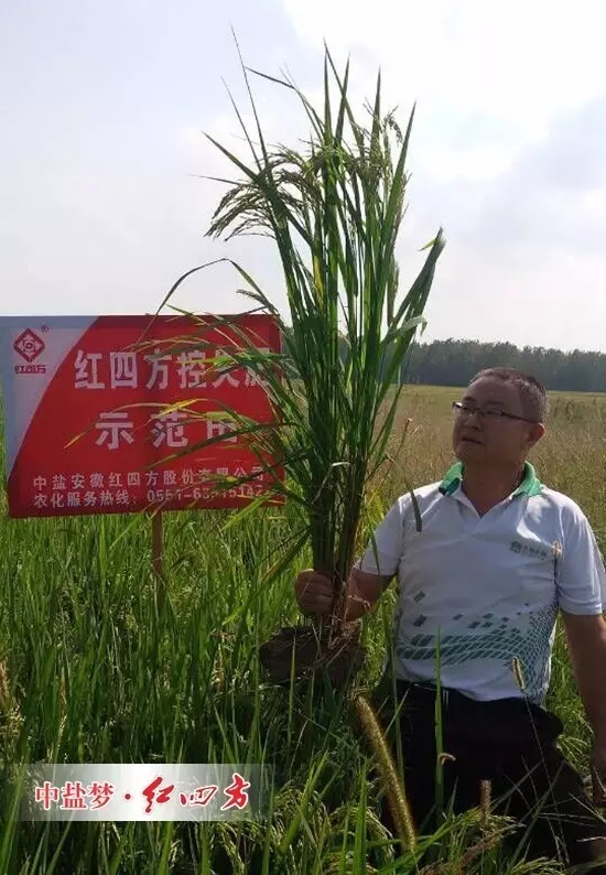 紅四方水稻控失肥示范田