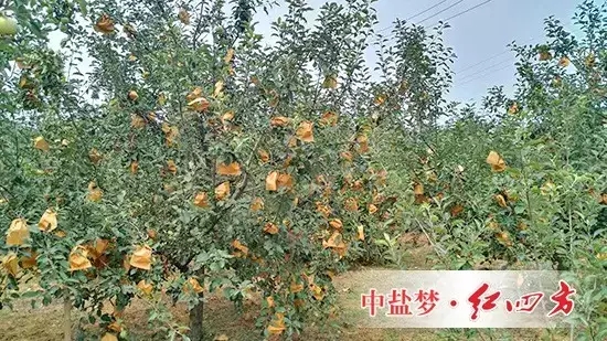 蓬萊紅四方蘋果園掛滿小“燈籠”