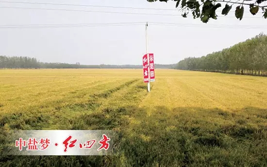 6月26日，在山東青州何官鎮(zhèn)水渠村山藥種植區(qū)，山藥長勢證明了紅四方增效控失肥的肥效。