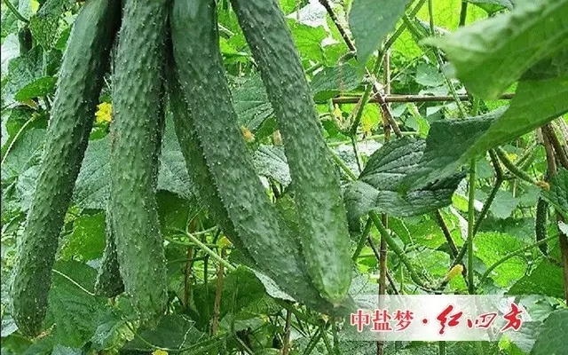 是一種提升光合作用產(chǎn)能營(yíng)養(yǎng)物質(zhì)和葉綠素、高級(jí)環(huán)保型植物增肥、增產(chǎn)、增色、葉片肥厚、干莖強(qiáng)壯的復(fù)合藥膜