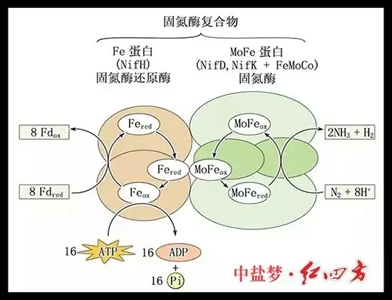 土壤肥力有限，長期吸收單一養(yǎng)分，會使土壤肥力下降，作物生長發(fā)育不良，易造成土地貧瘠，從而造成土地荒漠化，引發(fā)沙塵暴等。