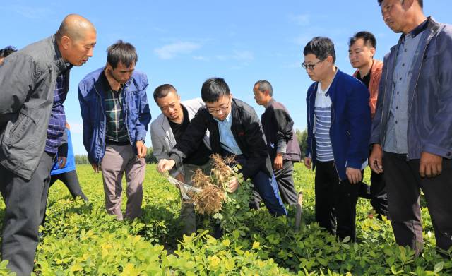 孟遠(yuǎn)奪挖取示范田的花生進行觀察